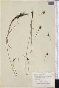 Schoenoplectus americanus (Pers.) Volkart, America (AMER) (Canada)
