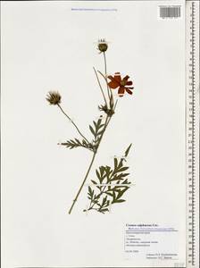 Cosmos sulphureus Cav., Caucasus, Black Sea Shore (from Novorossiysk to Adler) (K3) (Russia)