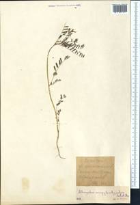 Astragalus campylorhynchus Fischer & C. A. Meyer, Middle Asia, Western Tian Shan & Karatau (M3)