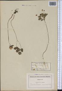 Thalictrum thalictroides (L.) A. J. Eames & B. Boivin, America (AMER) (Not classified)