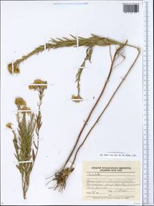 Galatella, Eastern Europe, Lower Volga region (E9) (Russia)