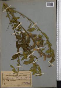 Thermopsis alterniflora Regel & Schmalh., Middle Asia, Western Tian Shan & Karatau (M3) (Uzbekistan)