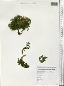 Pulviniella tamariscina (P. Beauv.) Li Bing Zhang & X. M. Zhou, Siberia, Russian Far East (S6) (Russia)