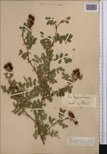 Rosa beggeriana Schrenk, Middle Asia, Pamir & Pamiro-Alai (M2)