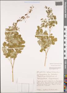 Thalictrum aquilegiifolium subsp. aquilegiifolium, Siberia, Yakutia (S5) (Russia)