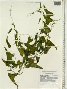 Dioscorea communis (L.) Caddick & Wilkin, Africa (AFR) (Spain)