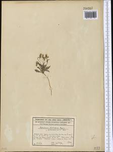 Heteroderis pusilla (Boiss.) Boiss., Middle Asia, Syr-Darian deserts & Kyzylkum (M7) (Kazakhstan)