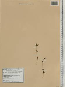 Gentianella amarella subsp. acuta (Michx.) J. M. Gillett, Siberia, Central Siberia (S3) (Russia)