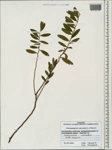 Chamaedaphne calyculata (L.) Moench, Eastern Europe, Northern region (E1) (Russia)