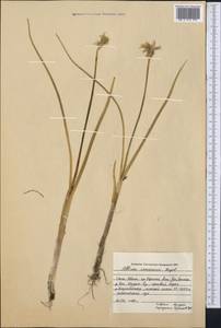 Allium semenovii Regel, Middle Asia, Northern & Central Tian Shan (M4) (Kyrgyzstan)