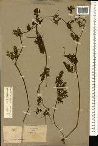 Erodium ciconium, Caucasus (no precise locality) (K0)