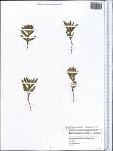 Buglossoides arvensis, Middle Asia, Caspian Ustyurt & Northern Aralia (M8) (Kazakhstan)