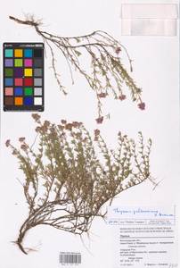 MHA 0 157 272, Thymus pallasianus Heinr.Braun, Eastern Europe, Lower Volga region (E9) (Russia)