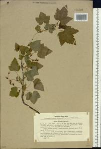 Ribes nigrum L., Siberia, Baikal & Transbaikal region (S4) (Russia)