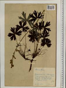 Aconitum, Siberia, Chukotka & Kamchatka (S7) (Russia)