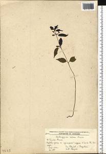 Melampyrum roseum Maxim., Siberia, Russian Far East (S6) (Russia)