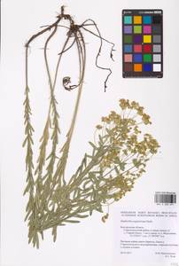 Euphorbia seguieriana Neck., Eastern Europe, Central forest-and-steppe region (E6) (Russia)