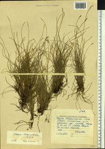 Carex parallela subsp. redowskiana (C.A.Mey.) T.V.Egorova, Siberia, Yakutia (S5) (Russia)