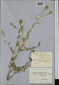 Centaurea affinis Friv., Western Europe (EUR) (Bulgaria)