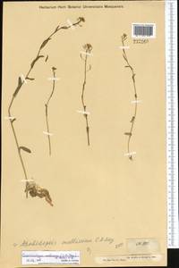 Crucihimalaya mollissima (C.A. Mey.) Al-Shehbaz, O'Kane & R.A. Price, Middle Asia, Muyunkumy, Balkhash & Betpak-Dala (M9) (Kazakhstan)