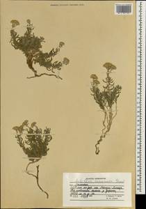 Achillea tenuifolia Lam., South Asia, South Asia (Asia outside ex-Soviet states and Mongolia) (ASIA) (Afghanistan)