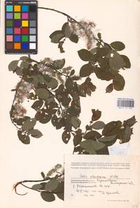 Salix starkeana Willd., Eastern Europe, Northern region (E1) (Russia)