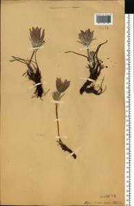 Pulsatilla patens (L.) Mill., Eastern Europe, Volga-Kama region (E7) (Russia)