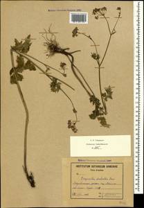 Pimpinella rhodantha Boiss., Caucasus, Armenia (K5) (Armenia)