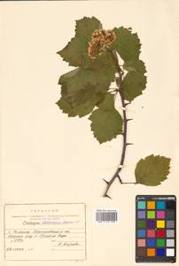 Crataegus chlorosarca Maxim., Siberia, Russian Far East (S6) (Russia)