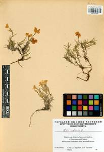 Phlox sibirica L., Siberia, Baikal & Transbaikal region (S4) (Russia)