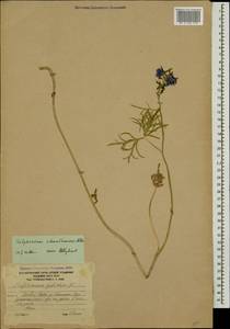 Delphinium schmalhausenii Albov, Caucasus, South Ossetia (K4b) (South Ossetia)