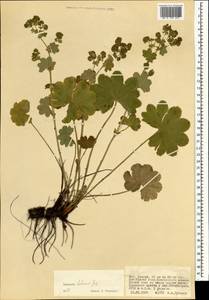 Alchemilla hebescens Juz., Mongolia (MONG) (Mongolia)