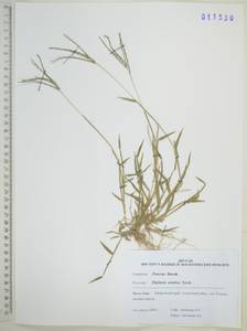 Digitaria ischaemum (Schreb.) Muhl., Siberia, Russian Far East (S6) (Russia)