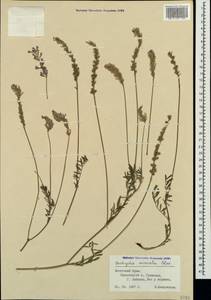 Onobrychis arenaria subsp. miniata (Steven)P.W.Ball, Crimea (KRYM) (Russia)