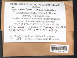Cynodontium strumiferum (Hedw.) Lindb., Bryophytes, Bryophytes - Yakutia (B19) (Russia)