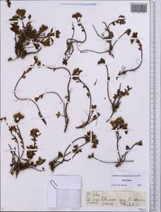 Sedum, Middle Asia, Northern & Central Tian Shan (M4) (Kazakhstan)