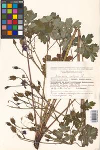 Aquilegia vulgaris L., Eastern Europe, Moscow region (E4a) (Russia)