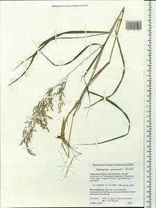 Calamagrostis purpurea (Trin.) Trin., Siberia, Russian Far East (S6) (Russia)
