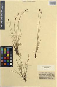 Carex davalliana Sm., Western Europe (EUR) (Germany)
