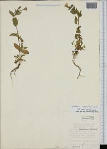 Epilobium alsinifolium Vill., Eastern Europe, Northern region (E1) (Russia)