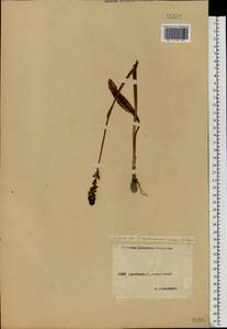 Neotinea ustulata (L.) R.M.Bateman, Pridgeon & M.W.Chase, Eastern Europe, Middle Volga region (E8) (Russia)