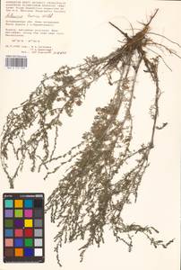 Artemisia taurica Willd., Eastern Europe, Lower Volga region (E9) (Russia)