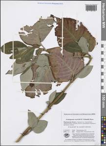 Koenigia weyrichii (F. Schmidt) T. M. Schust. & Reveal, Eastern Europe, Northern region (E1) (Russia)