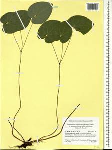 Epimedium pinnatum subsp. colchicum (Boiss.) N. Busch, Caucasus, Krasnodar Krai & Adygea (K1a) (Russia)