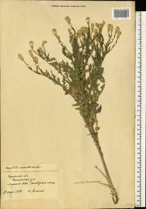 Klasea erucifolia (L.) Greuter & Wagenitz, Eastern Europe, South Ukrainian region (E12) (Ukraine)