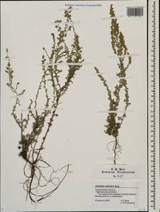 Artemisia austriaca Jacq., Eastern Europe, Lower Volga region (E9) (Russia)