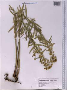 Euphorbia tommasiniana Bertol., Middle Asia, Caspian Ustyurt & Northern Aralia (M8) (Kazakhstan)
