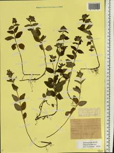 Clinopodium vulgare L., Eastern Europe, Eastern region (E10) (Russia)