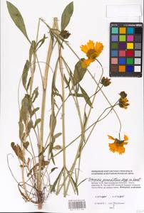 Coreopsis grandiflora Hogg ex Sw., Eastern Europe, Moscow region (E4a) (Russia)