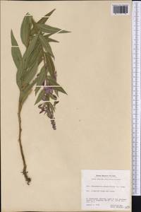 Chamaenerion angustifolium, America (AMER) (Greenland)